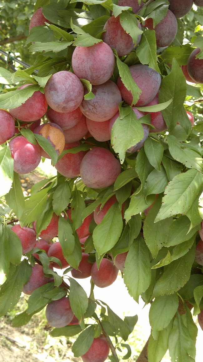 Susine Cino-Giapponesi